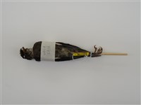 藏品(八哥)的圖片